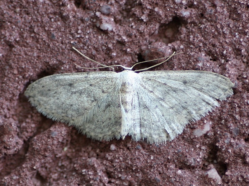 Idaea...? Idaea seriata